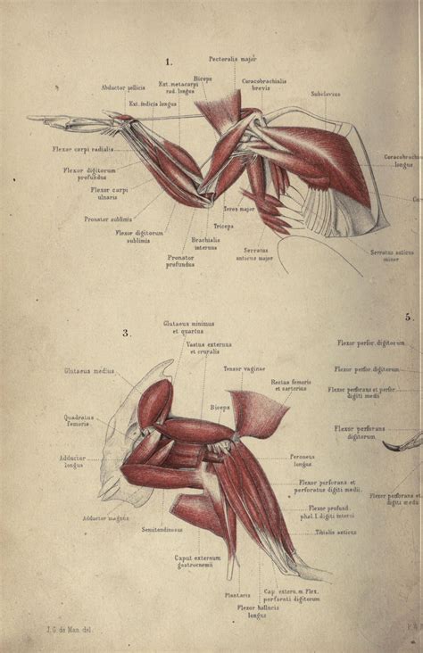 scientificillustration: Bird Anatomy references Muscles: The myology of ...