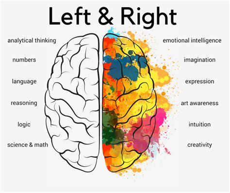 What does the right side of the brain control - sipooter