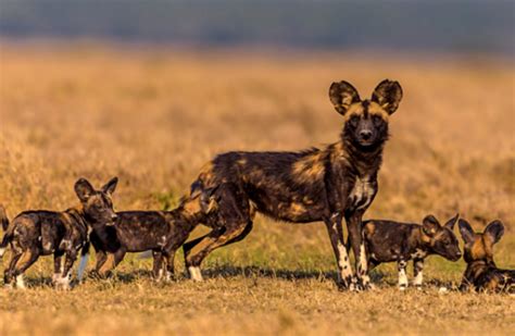 Endangered Species: African Wild Dogs - Sports and Politics