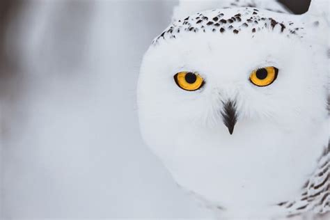 Snowy owl migration gives scientists chance to study them - WFMJ.com