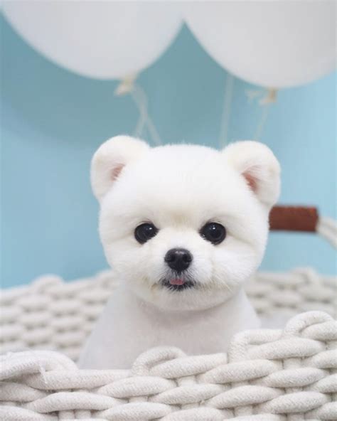 White Teddy Bear Pomeranian