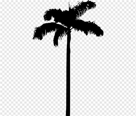 Asian palmyra palm Silhouette Arecaceae, Silhouette, animals, leaf, branch png | PNGWing