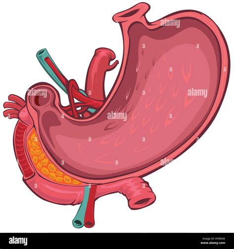 Vector Cartoon Style Drawing of Human Stomach Stock Vector Image & Art - Alamy