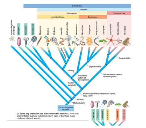 Animal Cladogram : Cladogram Of Life Learning Science Science Education Science Lessons / It is ...