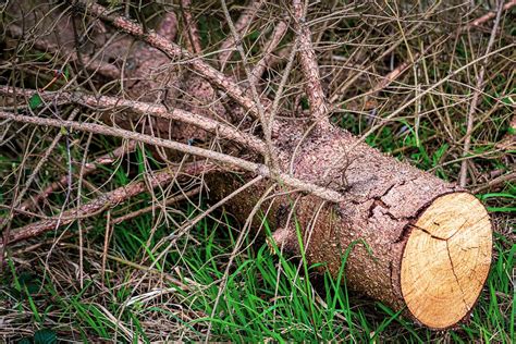 Bark Beetle Damage Spruce Dried - Free photo on Pixabay