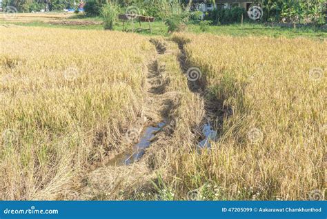 Harvest On Rice Field Stock Photo - Image: 47205099