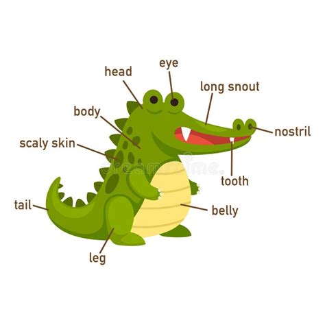 Anatomy Of A Crocodile - Anatomy Reading Source