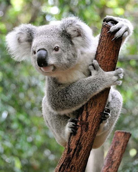 Koala | Appearance, Diet, Habitat, & Facts | Britannica