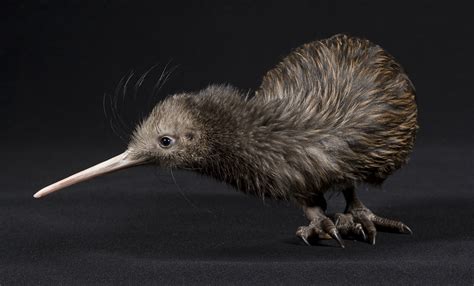 Watch: Kiwi Hatching | Smithsonian's National Zoo and Conservation ...