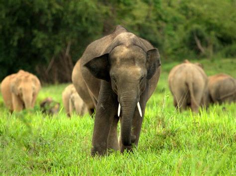 Asian Elephant | Species | WWF