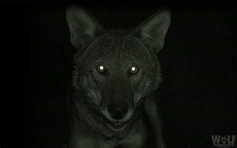 Why Do Wolves' Eyes Glow in the Dark? | Wolf Conservation Center