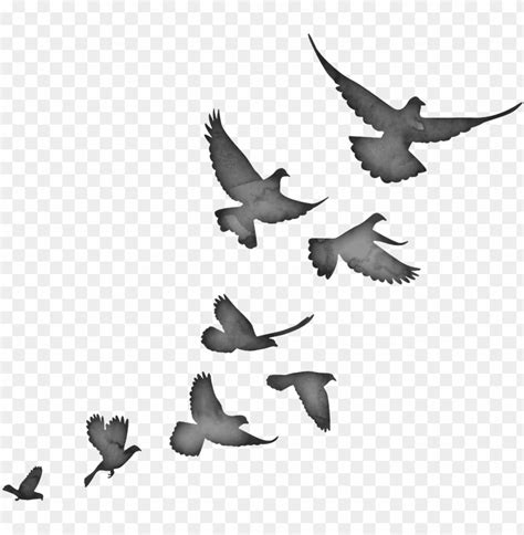 birds flying silhouette PNG image with transparent background | TOPpng