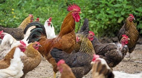 Hen vs Chicken, What Is the Difference? - Hairston Creek Farm