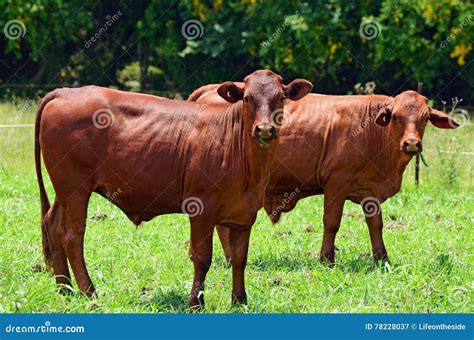 Brangus Cattle Bull Stock Photography | CartoonDealer.com #35249264