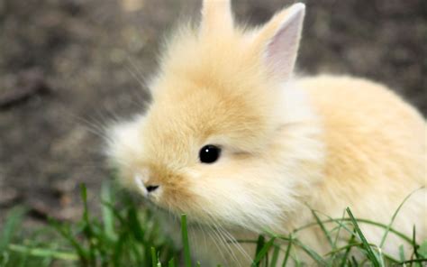 Baby Bunnies Wallpapers - Wallpaper Cave