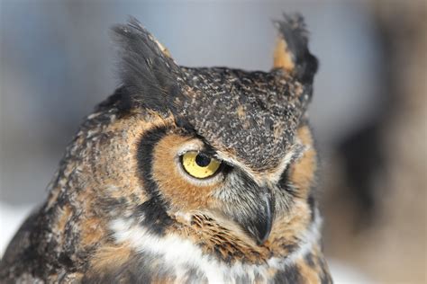 Great Horned Owl — Wildlife Science Center