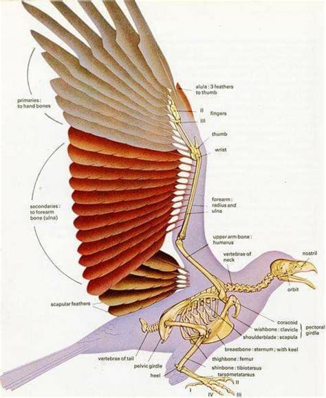 Pin by Minh Thành Lương on tài liệu dựng hình | Wing anatomy, Bird ...