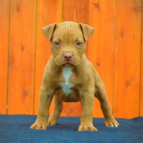 Pitbull Puppies Wallpapers - Wallpaper Cave