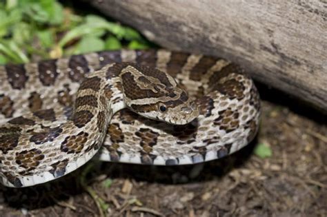 5 Common Types of Rat Snakes (And 5 Fun Facts You Didn't Know) - Pest Wiki