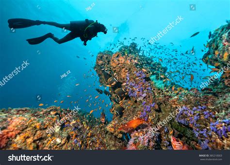 44,274 Maldives diving Images, Stock Photos & Vectors | Shutterstock