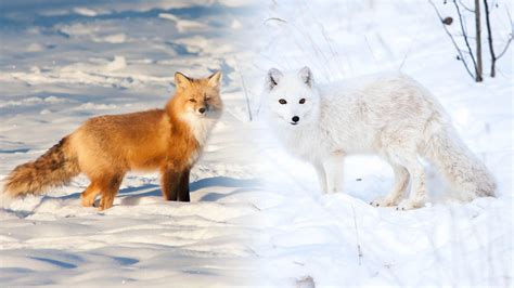 Uneasy neighbours: red foxes and arctic foxes in the north - Yukon Wildlife Preserve