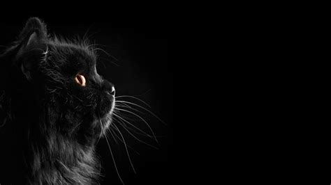 long-furred black cat #cat black cats #black #dark selective coloring black background #1080P # ...