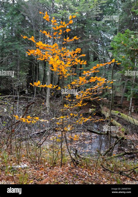 American Beech Tree, Fagus grandifolia, in Autumn color, growing in ...