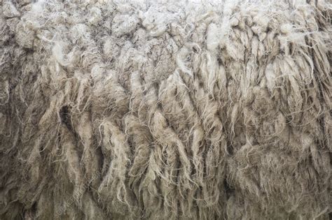 Shetland sheep, close up of fleece - Stock Image - C041/3329 - Science Photo Library