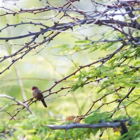 Common waxbill - Facts, Diet, Habitat & Pictures on Animalia.bio