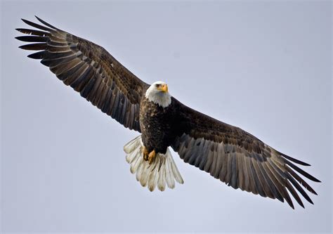 Flying Eagle Wallpapers - Wallpaper Cave