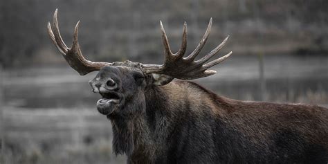 How to Survive a Moose Attack While Hiking