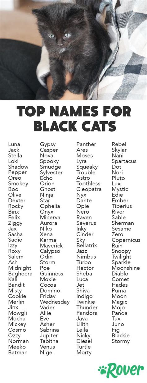 Over 160 Black Cat Names for Your Magical, Mystical Cat | Names for black cats, Cute cat names ...