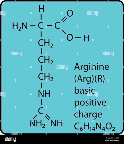 Arginine Amino Acid Molecule Skeletal Structure Stock Vector Image & Art - Alamy