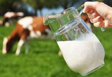 Fresh And Healthy Cow Milk at Best Price in Sangli | Sampatrao Deshmukh Co-op Milk Union Ltd.