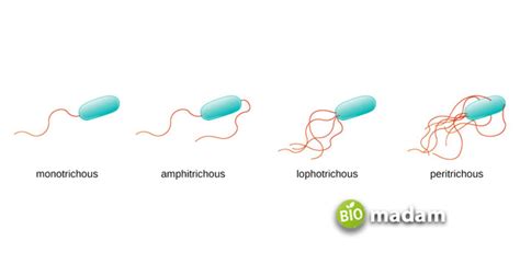 The Function of Flagella in Bacteria - biomadam