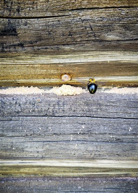 Carpenter Bee Infestation — The YellowJacket Expert LLC