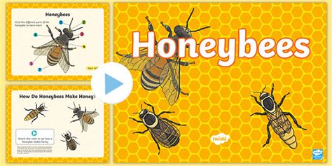 How do bees make honey? What is a honey bee? | Twinkl Teaching Wiki