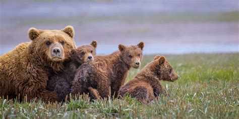 Buy Wildlife photography of a mother Coastal Brown Bear and her three cubs in Katmai National ...