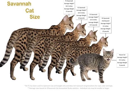 Savannah cat sizes | Savannah cat, Savannah chat, Serval cats