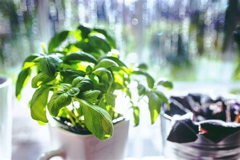 Basil Plant Care: How To Grow, Care And Everything Else