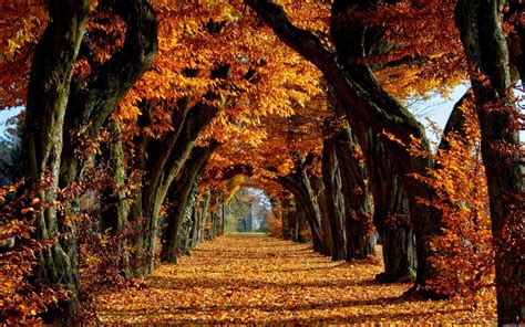 Autumn Trees HD Wallpapers - Wallpaper Cave