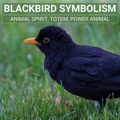 The Power Of Blackbird Symbolism: What You Need To Know