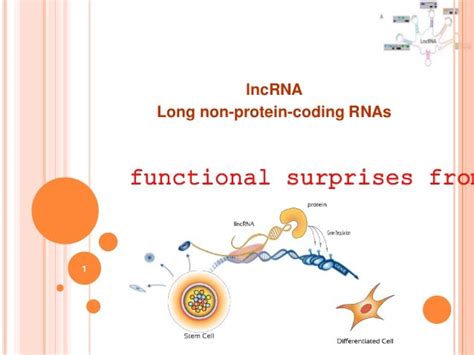 LncRNA (Long noncoding RNA)