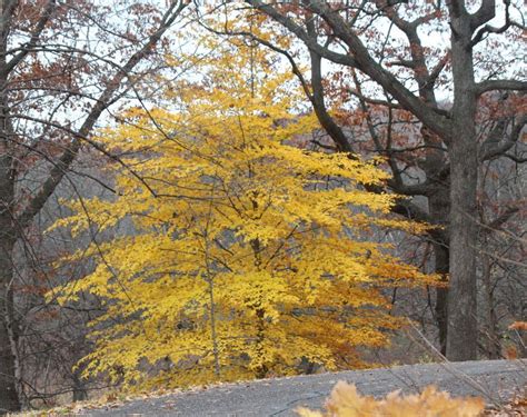 Fagus grandifloria American Beech, Fall color. Found at MN Landscape ...