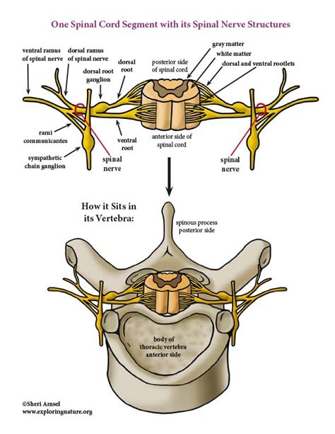 Spinal Cord Diagram