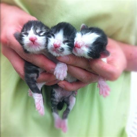 17 Best images about newborn kittens on Pinterest | Cats, Bottle and ...