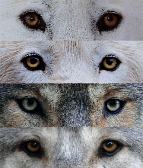 Can Wolf Dogs Have Blue Eyes