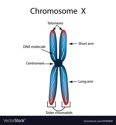 What Are Chromosomes | Images and Photos finder