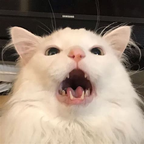 White Cat Yelling Meme Gif | It's Meme Cats