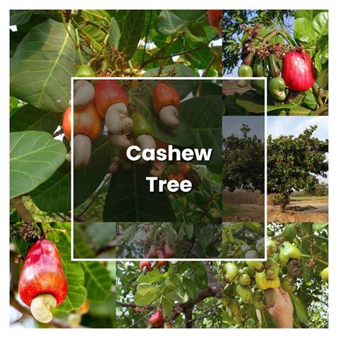 How to Grow Cashew Tree - Plant Care & Tips | NorwichGardener